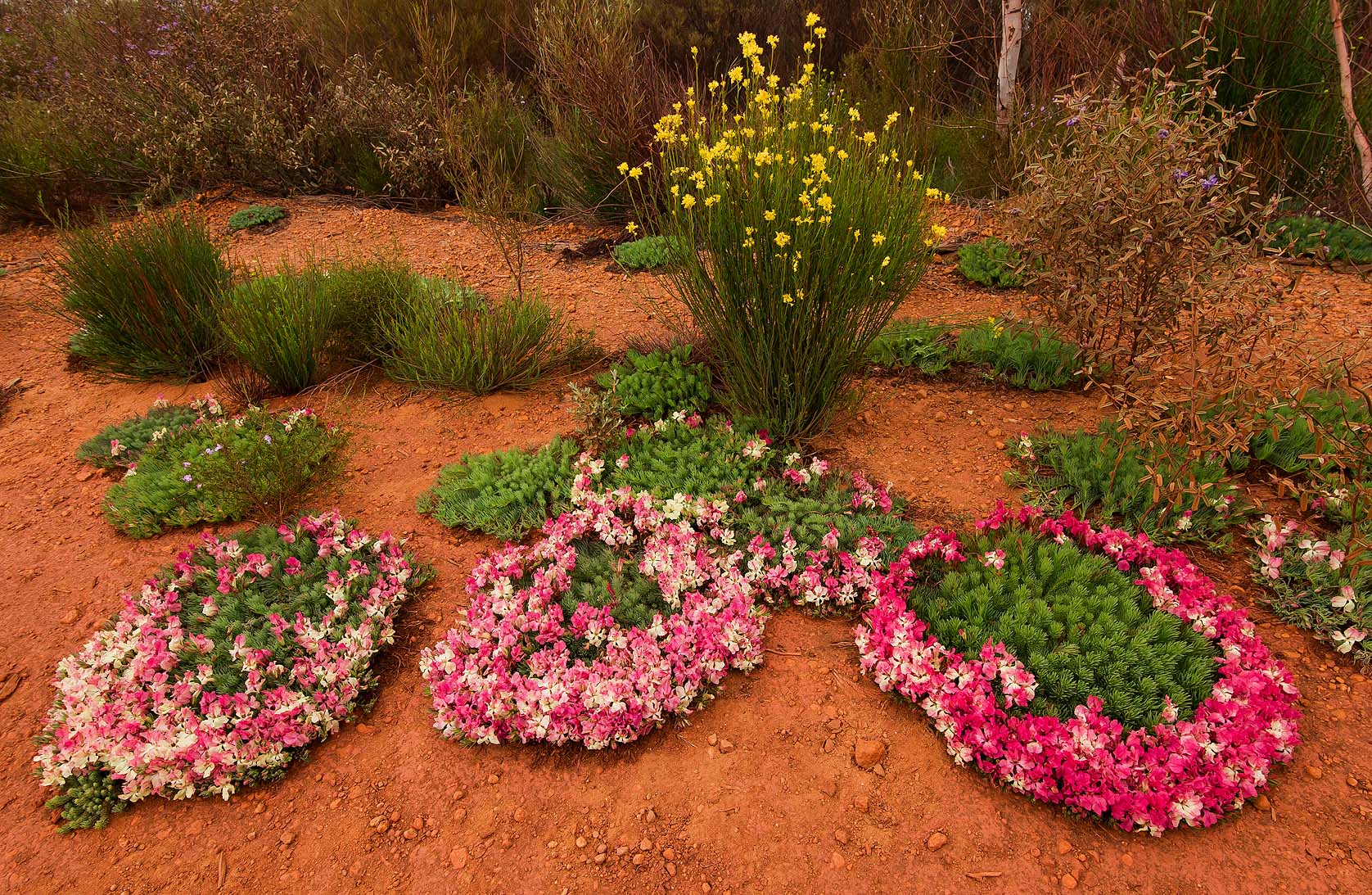 Wreath Flowers